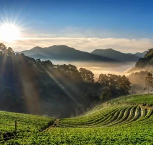 image of sunrise kolukkumalai tent stay